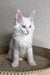 White Maine Coon kitten Asim with fluffy fur and alert ears looking adorable