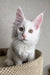 White Maine Coon kitten Asim with golden eyes and pink-tinted ears