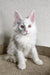 Adorable white fluffy Maine Coon kitten Asim with a cute pink nose and bright eyes