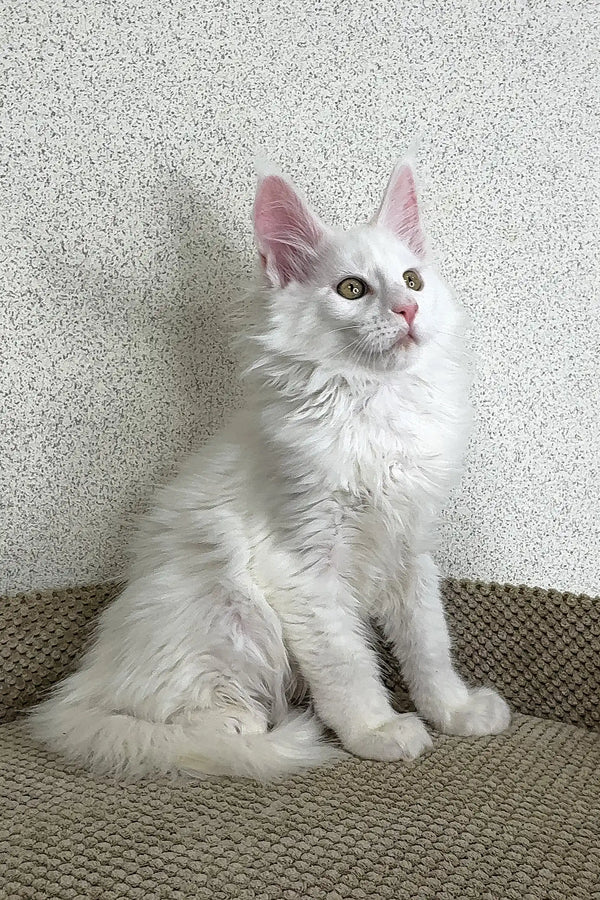 Cute white fluffy Maine Coon kitten with pink ears sitting upright