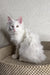 Adorable white fluffy Maine Coon kitten with pink ears and bright eyes named Asim