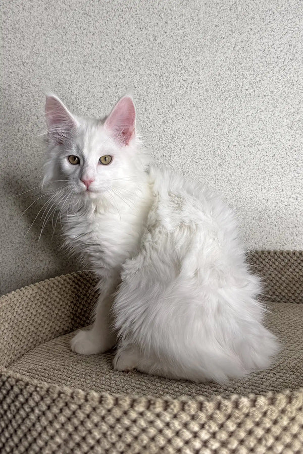 Adorable white fluffy Maine Coon kitten with pink ears and bright eyes named Asim