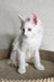 White fluffy Maine Coon kitten with pink ears sitting upright, super cute and playful