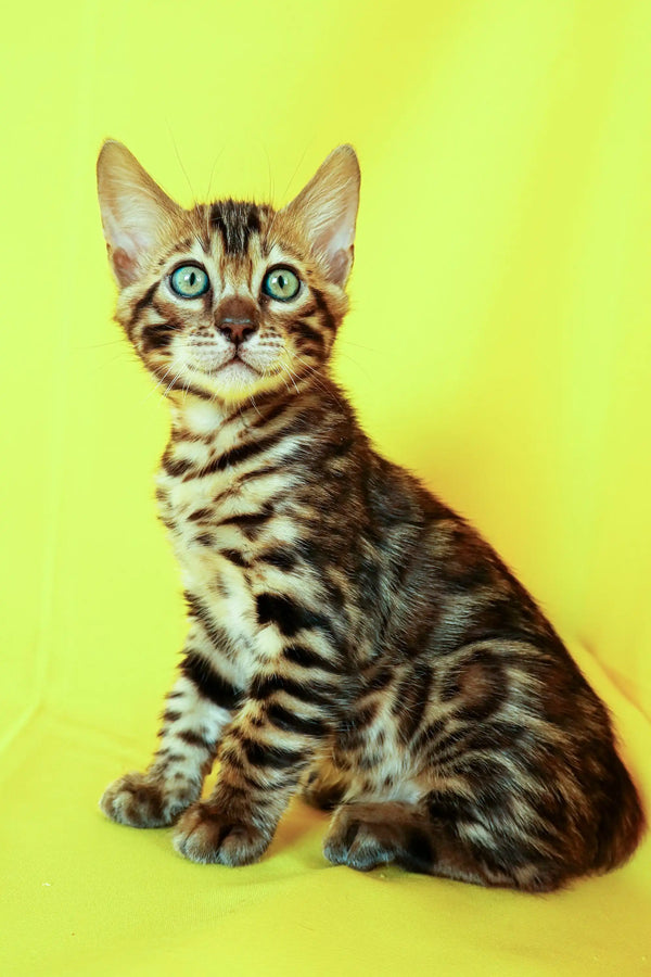 Cute Aslan Bengal Kitten with green eyes and tabby markings, perfect for new pet owners