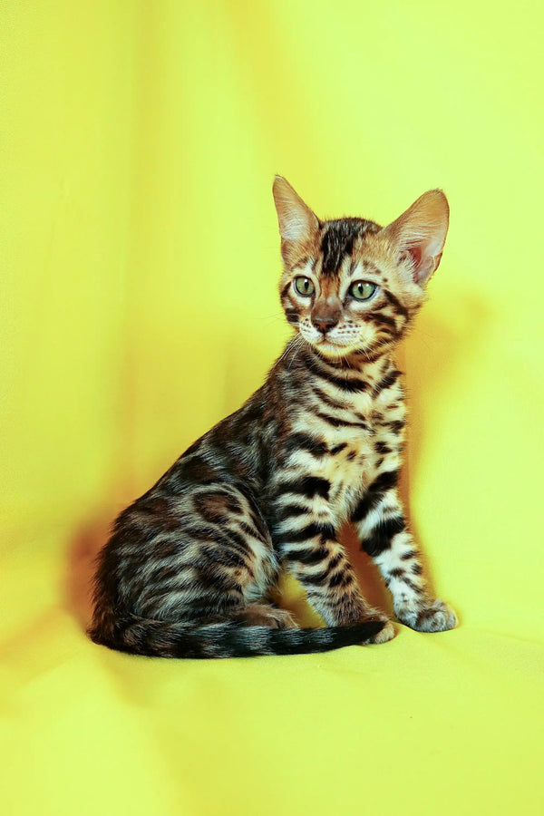 Tabby kitten with stripes sitting upright, featured in Aslan Bengal Kitten product