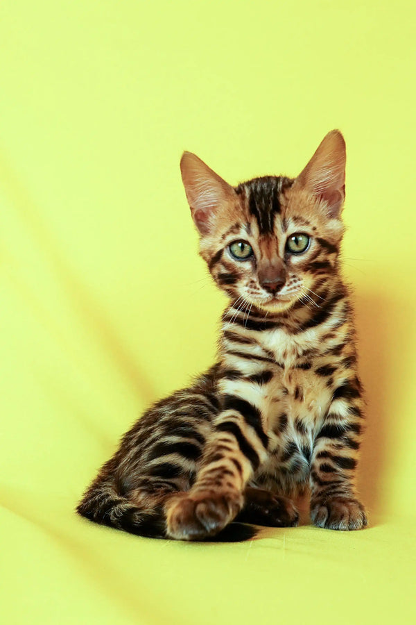 Adorable Aslan Bengal Kitten with striking stripes and bright green eyes