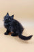 Fluffy black kitten from Asol Maine Coon Kitten product collection