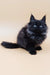 Fluffy black Maine Coon kitten with cute tufted ears for the Asol product