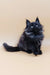 Fluffy black Maine Coon kitten showcasing Asol Maine Coon Kitten product