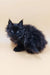 Fluffy black Maine Coon kitten with tufted ears, named Asol, looking adorable