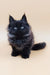 Adorable fluffy black Maine Coon kitten from Asol Maine Coon Kitten collection