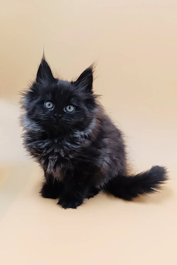 Fluffy black Maine Coon kitten with tufted ears in Asol product showcase