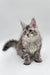 Gray and white Maine Coon kitten with fluffy fur and cute ear tufts for Asqar