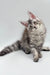 Fluffy gray tabby Maine Coon kitten with alert eyes and perked ears, ready for fun