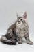 Gray and white Maine Coon kitten with fluffy fur and ear tufts, perfect for a cozy home