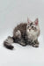Fluffy gray Maine Coon kitten with alert ears and bushy tail, perfect for your home
