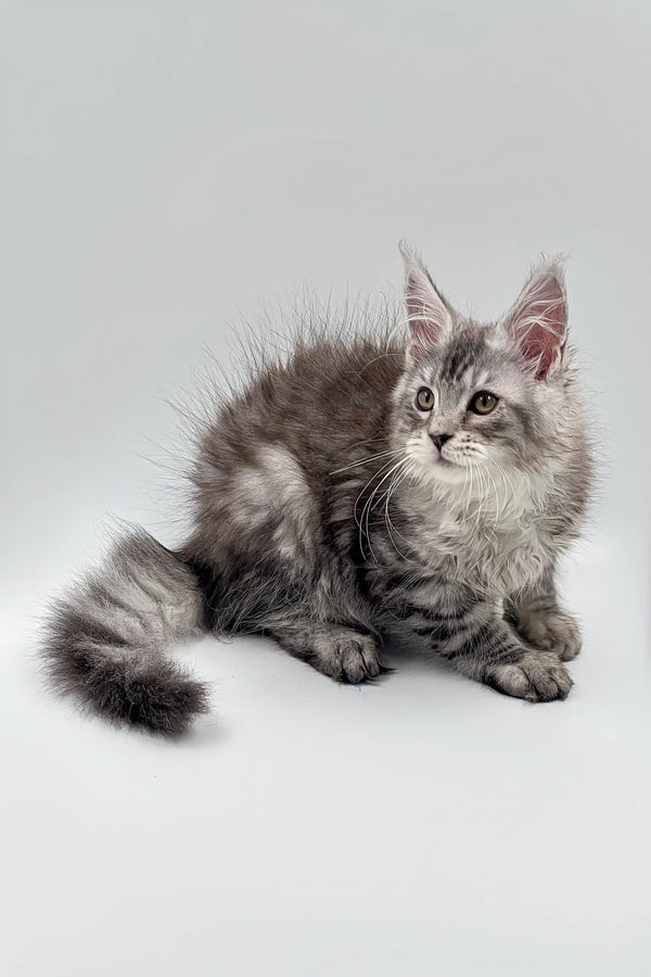 Fluffy gray Maine Coon kitten with alert ears and bushy tail, perfect for your home