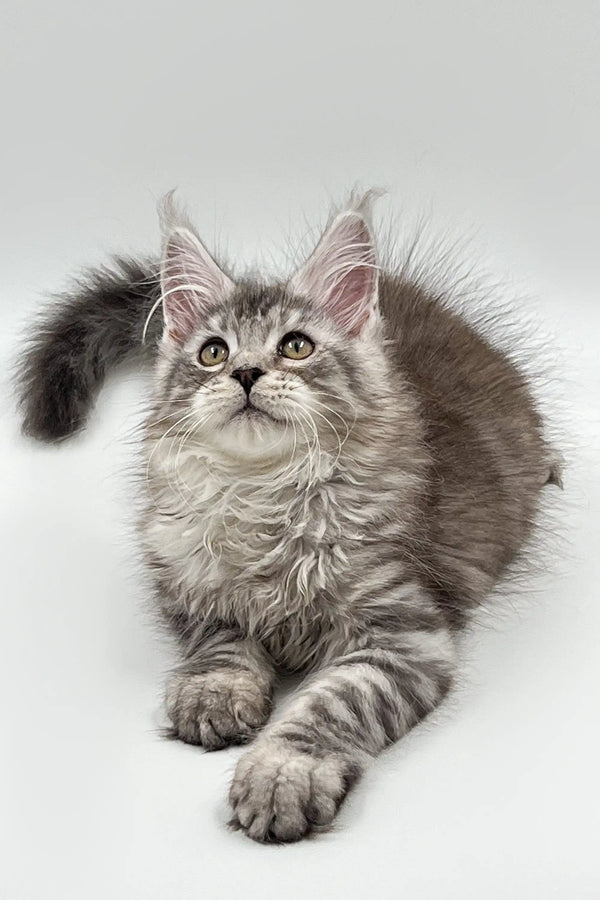 Fluffy gray Maine Coon kitten with wide eyes lounging cutely on its stomach