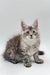 Fluffy gray tabby Maine Coon kitten with alert ears and wide eyes