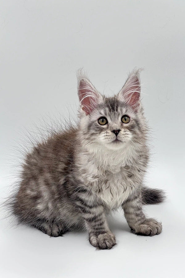 Fluffy gray tabby Maine Coon kitten with alert ears and wide eyes