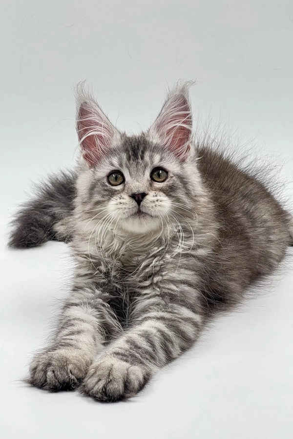 Gray Tabby Maine Coon kitten with fluffy fur and ear tufts, perfect for your home