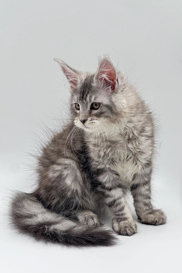 Fluffy gray Maine Coon kitten with long fur and alert expression, perfect for cuddles