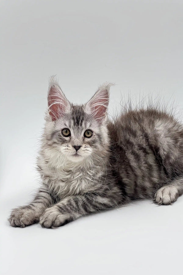 Gray and white Tabby Maine Coon kitten with fluffy fur and perked ears