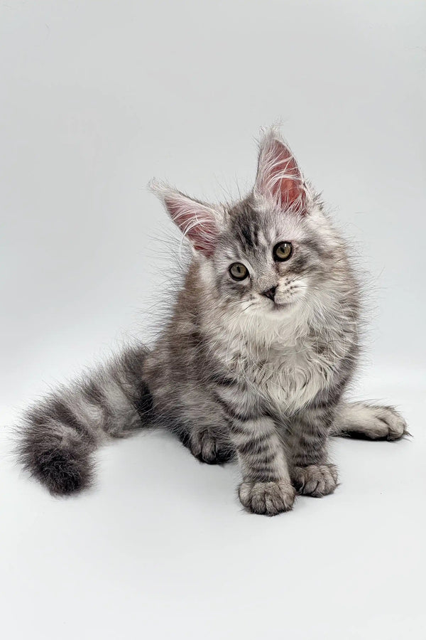 Fluffy gray tabby Maine Coon kitten with alert eyes and perked ears, perfect for cuddles