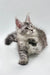 Gray and white Maine Coon kitten with fluffy fur and an adorable alert expression