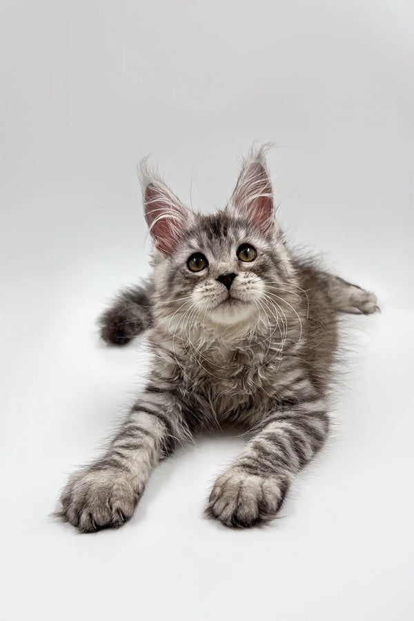 Gray tabby Maine Coon kitten with big ears lounging cutely