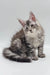 Fluffy gray Maine Coon kitten with big ears and bushy tail for Asqar Maine Coon Kitten