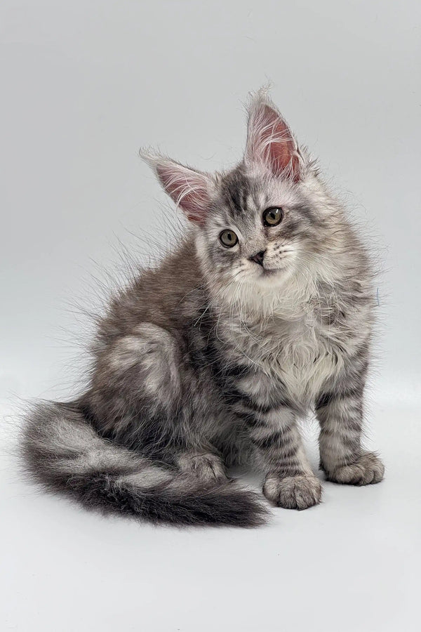 Fluffy gray Maine Coon kitten with big ears and bushy tail for Asqar Maine Coon Kitten