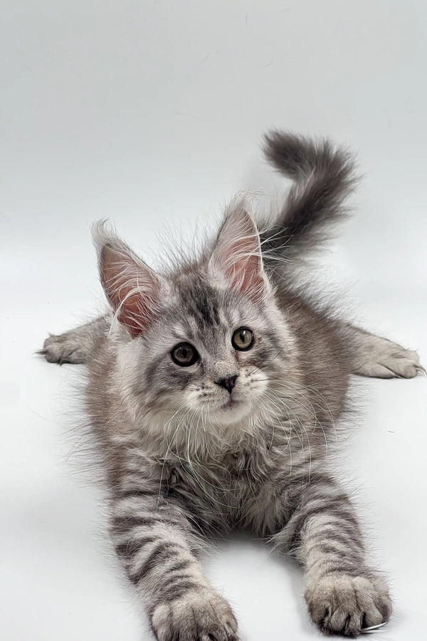 Gray and white Maine Coon kitten lounging with tail raised, super cute and fluffy