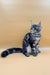 Maine Coon kitten with a stunning silver and black tabby coat sitting upright