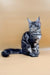 Silver and black tabby Maine Coon cat sitting upright, perfect for Maine Coon Kitten lovers