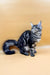 Silver and black tabby Maine Coon kitten with fluffy tail and tufted ears