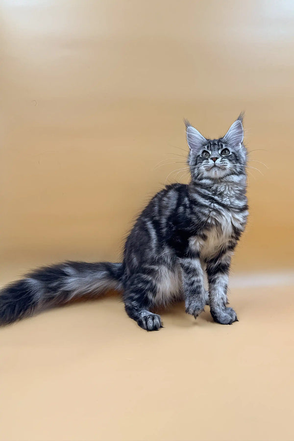 Long-haired tabby Maine Coon kitten with fluffy tail sitting upright