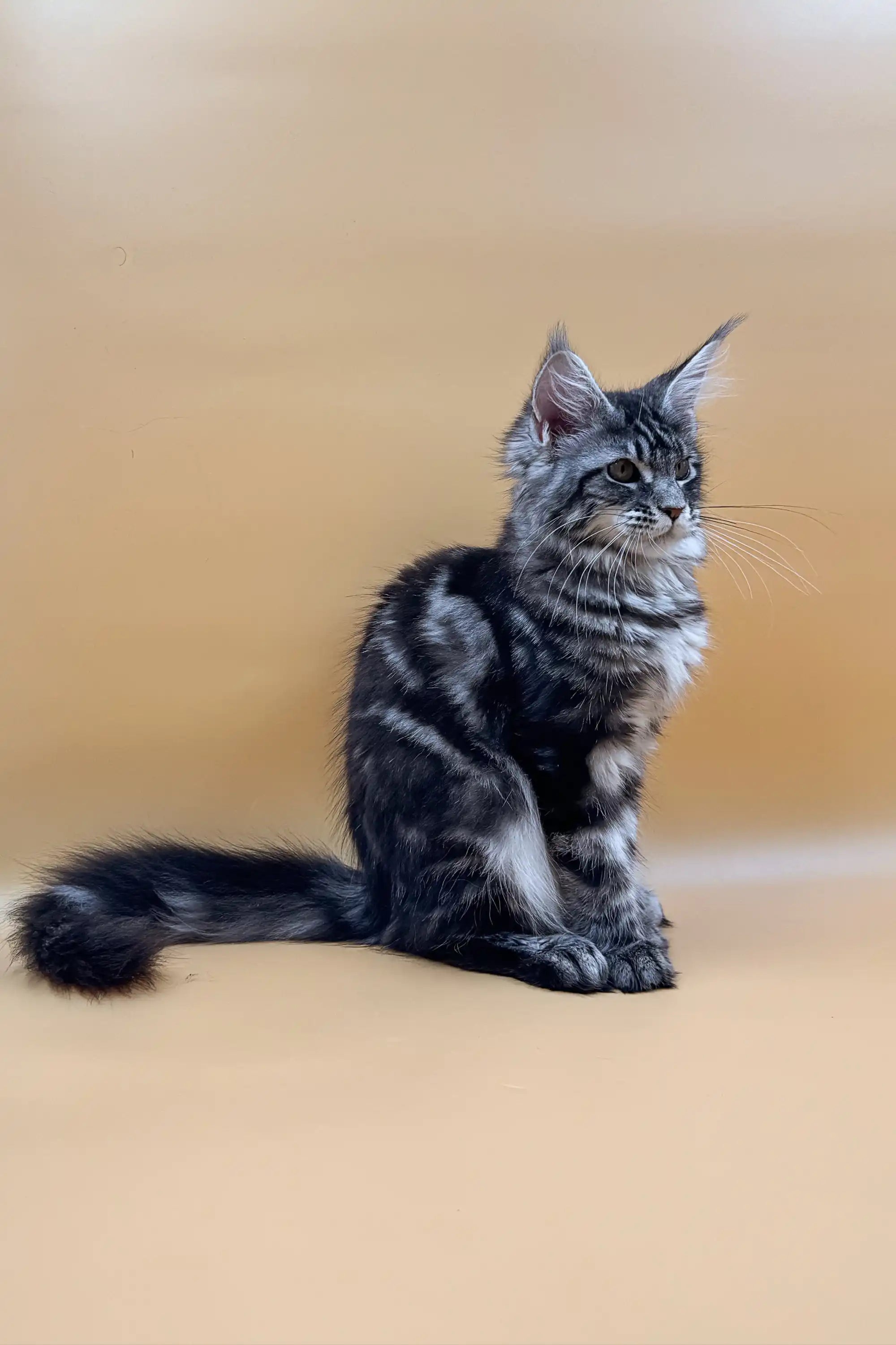 Maine Coon Kittens for Sale Asqara | Kitten