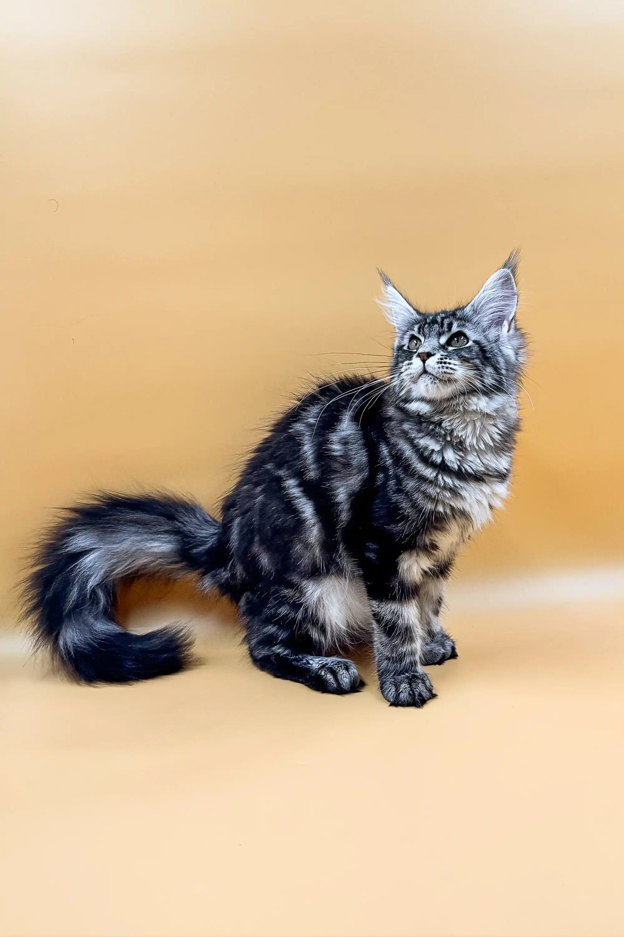 Maine Coon Kittens for Sale Asqara | Kitten