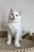 Cute white Maine Coon kitten named Assa with blue eyes and fluffy fur