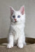 Adorable white Maine Coon kitten named Assa with fluffy fur and bright blue eyes