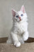 Adorable White Maine Coon Kitten with Bright Blue Eyes and Fluffy Fur