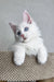 Cute white Maine Coon kitten Assa with fluffy fur and bright blue eyes