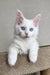 Adorable white Maine Coon kitten with bright blue eyes and fluffy fur named Assa