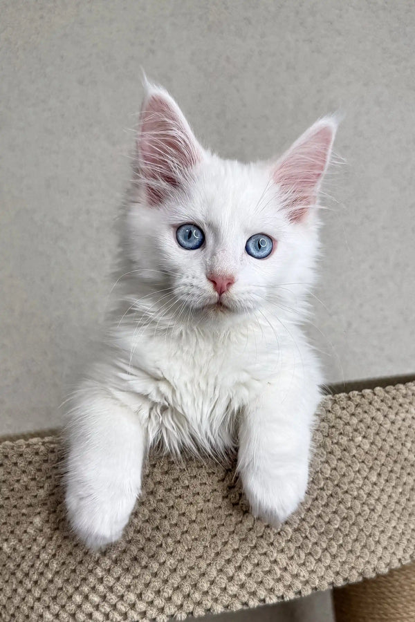 Adorable white Maine Coon kitten with bright blue eyes and fluffy fur named Assa