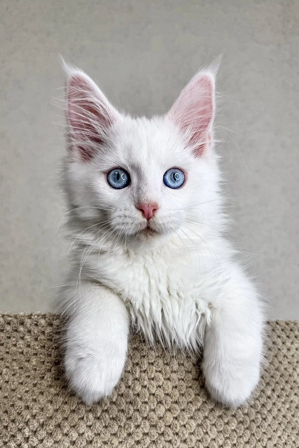 Adorable White Maine Coon Kitten with Bright Blue Eyes and Fluffy Fur