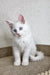 Adorable White Maine Coon Kitten with Blue Eyes and Fluffy Fur, perfect for cuddles