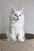 Adorable white Maine Coon kitten named Assa with blue eyes and fluffy fur