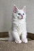 Cute White Maine Coon Kitten named Assa with blue eyes and fluffy fur