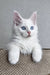 Adorable White Maine Coon Kitten named Assa with blue eyes and fluffy fur